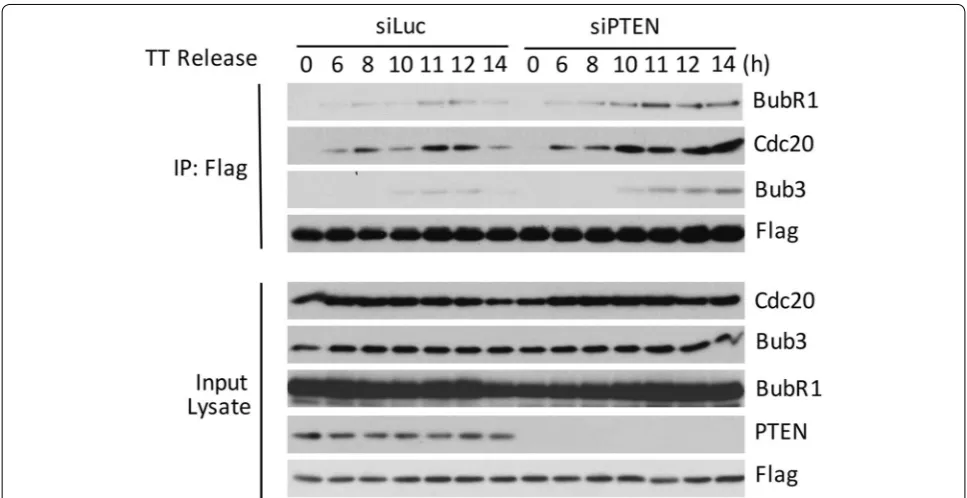 Fig. 3 PTEN suppresses MCC formation during the cell cycle. HeLa cells co-transfected with siRNAs to PTEN (siPTEN), or to luciferase (siLuc) as con-trol, and Flag-Mad2 expression plasmid were synchronized at G1/S junction via double-thymidine treatment