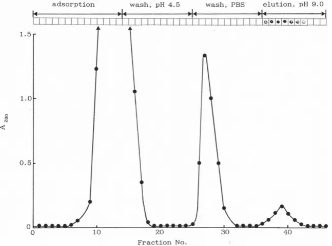 Fig. 1. Affinity chromatography ofHbbP. the hemoglobin binding ac-tivity determined by dot blot assay ispresented at the top of figure.