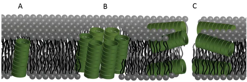 Figure 1.2: Illustration showing the different possible modes of bilayer channel formation