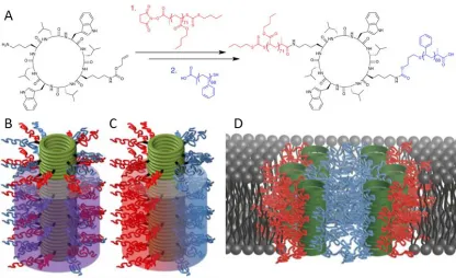 Figure 1.5: (A) Synthesis of Janus conjugate [pBA71]-CP-[pSty68], (B) asymmetrical 
