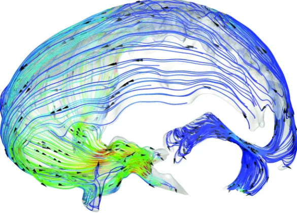 Figure 1.4:Flow visualisation of cerebrospinal ﬂuid between the skull and brainand in the subarachnoid space