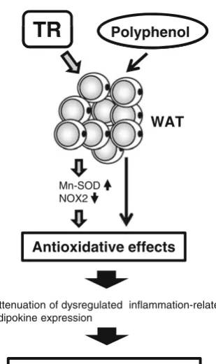 Fig. 4 Schematic model for the antioxidative/anti-inﬂammatorySODeffects of TR and polyphenol intake in WAT