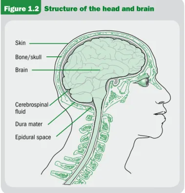 Figure 1.2  Structure of the head and brain