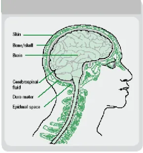 Fig. 2.2: Structure of the head and brain (Source: WHO, 2006) 