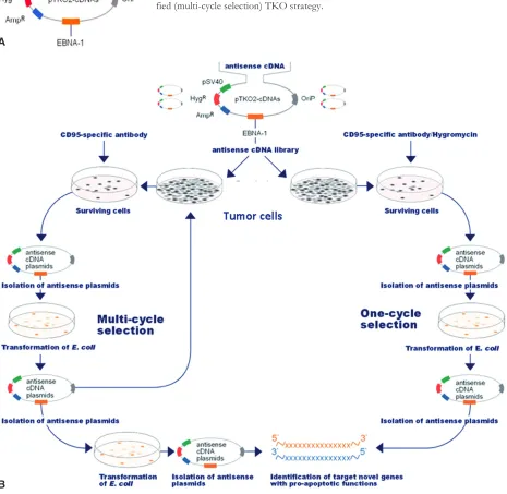 Fig. 1. construction of the randomly fragmented cdna library in ptKo2 vector.  screening for genes with pro-apoptotic function during cd95-mediated (cH11-trig-gered) apoptosis in tumour cells, using the original (one cycle selection)- and the modi-and poly