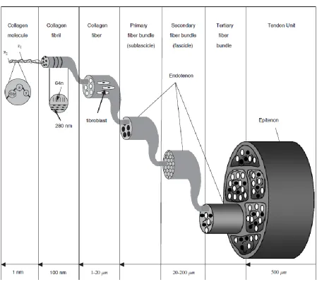 Figure 2.2. A schematic of a multi-unit hierarchical structure of the tendon. Image taken from [13]