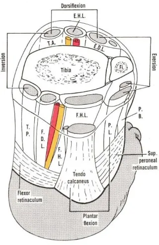 Table 2.1. Definition of muscles shown in Figure 2.10 