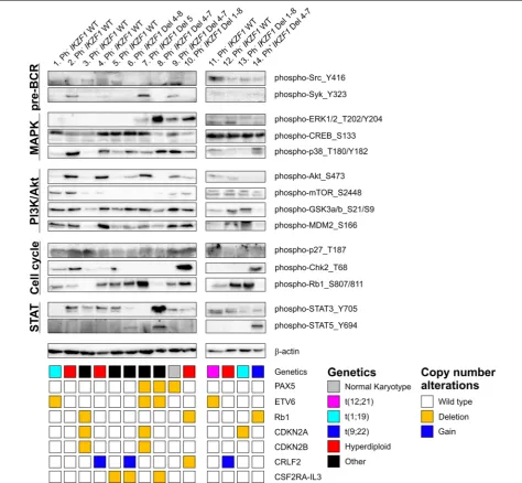 Fig. 4 Protein phosphorylation profiles in Philadelphia chromosome negative pediatric BCP-ALL patients