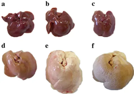 Fig. 1 Macroscopic photos of liver in rats fed SP diet for 2 weeks(a), 8 weeks (b), and 14 weeks (c), or HFC diet for 2 weeks (d),8 weeks (e), and 14 weeks (f)