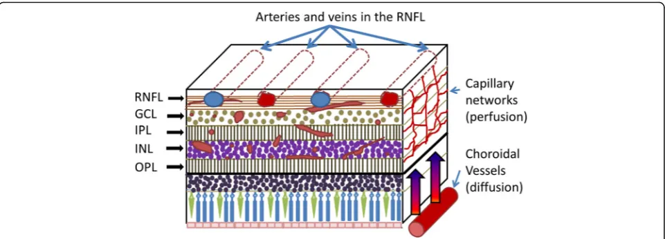 Fig. 1 Schematic of retinal blood supply. The capillary networks within the RNFL, GCL, IPL, INL and OPL perfuse the inner retina