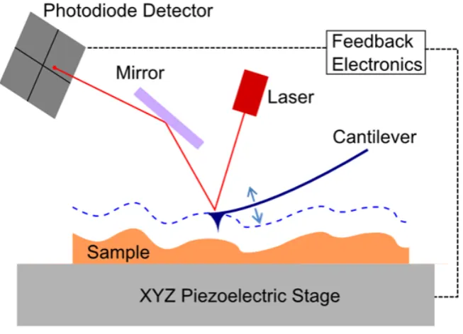 Figure 3.6: A simpliﬁed AFM set up.