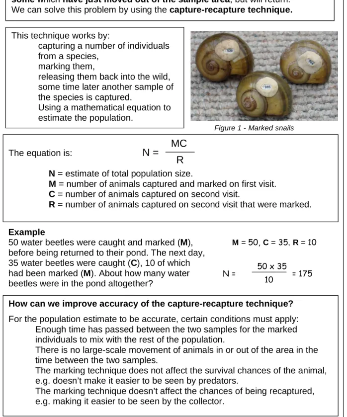 Figure 1 - Marked snails 
