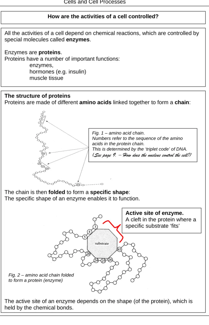 Fig. 1 – amino acid chain. 
