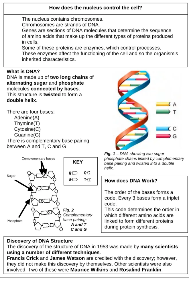 Fig. 1 – DNA showing two sugar 