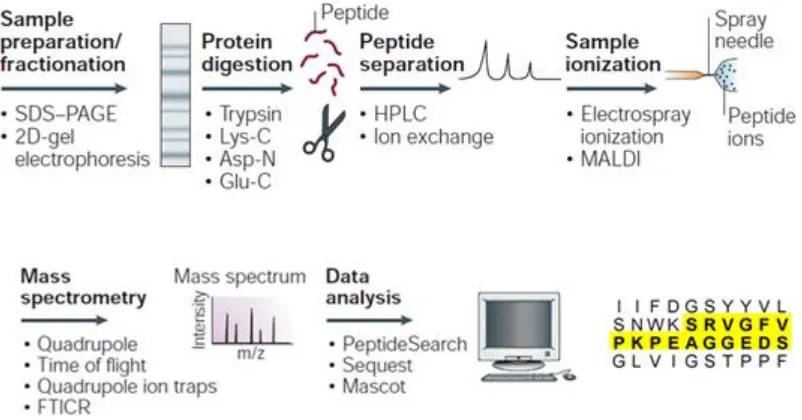 Figure 1.6 Overview of sample preparation and protein analysis and identification. 