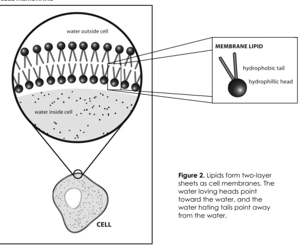 Figure 2. Lipids form two-layer  sheets as cell membranes. The  water loving heads point  toward the water, and the  water hating tails point away  from the water