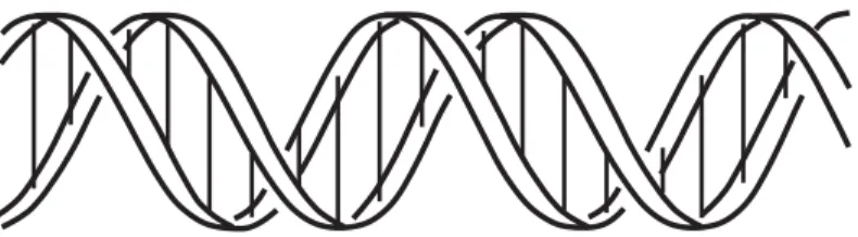 Fig. 2.  A schematic representation of DNA (deoxyribonucleic acid). DNA is a long chainlike molecule that stores genetic information.