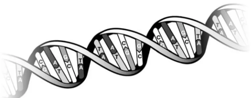 Fig. 3.  A schematic representation of DNA (deoxyribonucleic acid). DNA is a long chainlike molecule that stores genetic information.