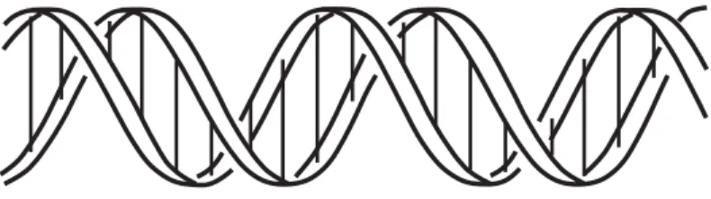 Fig. 1.  A schematic representation of DNA (deoxyribonucleic acid). DNA is a long chainlike molecule that stores genetic information.