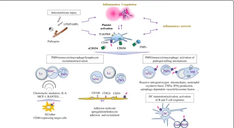 Figure 3 Platelet CD154 contributes to the host defense against infections.with pathogens, pathogen-derived molecules such as lipopolysaccharide (LPS), inflammation and coagulation concur to activate platelets, leadingto CD154 display at the platelet membr