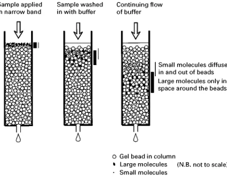 Figure 1Example of protein separation using anion exchange chromatography. (A) A diagram of the basic principles of theequipment