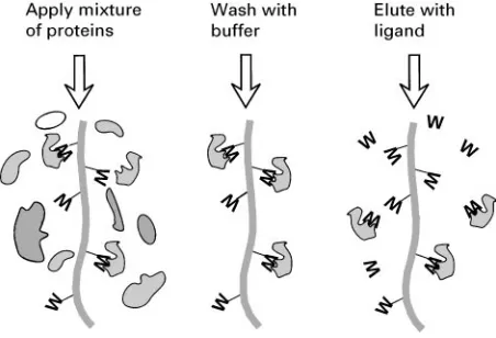 Figure 4Principles of affinity chromatography. A ligand W thatthe desired protein binds to naturally is immobilized by attachmentto column material