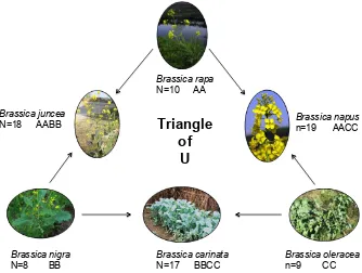 Figure 1.1 Triangle of U (Nagaharu, 1935), representing genetic relationships of the   crop types, (n) is number of chromosomes and letter denotes genome 