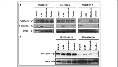 Figure 7 p38MAPK and GSK3later, DMSO (vehicle) or p-38MAPK inhibitor SB203580 (30β protein expression by Western blots in the WSU-WM model