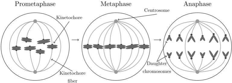 Figure 1.1: Diagram of the intermediate stages of mitosis.