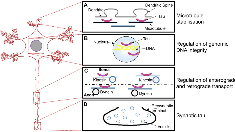 Figure 1.2. Physiological functions of tau. (A) The most widely characterised role of tau is the stabilisation of MTs and the promotion of MT assembly