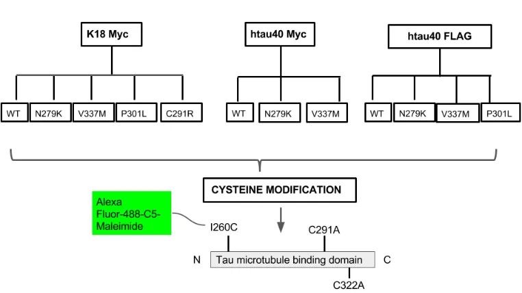 Figure 3.6. Cysteine modifications in the WT K18 sequence. (A) and (B) refer to the modification of C291 and C322 to alanine
