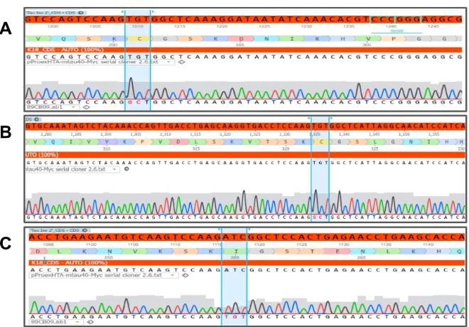 Figure 3.14. Evidence of the creation of amino acid modifications in the WT htau40-Flag construct