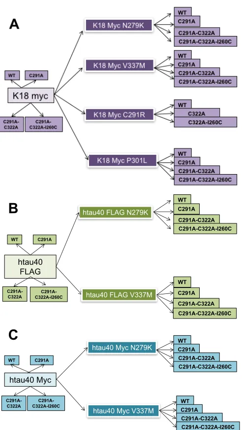 Figure 3.17. Schematic illustration of cysteine-modified tau plasmids created. Using plasmids encoding genetic constructs for expressing WT K18 (A) and htau40 (B and C) as templates, tau constructs carrying specific disease-associated mutations and cystein