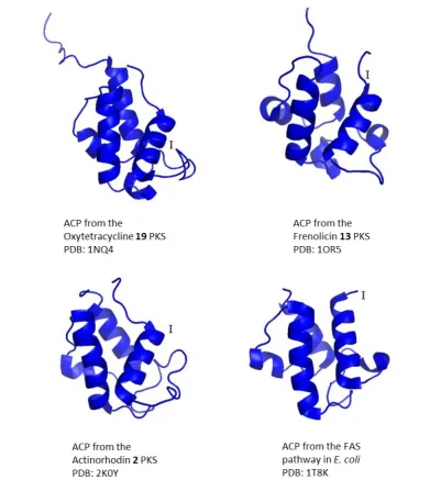 Figure 4  Exemplary structures of acyl carrier proteins (ACPs) from type II polyketide synthases (PKSs)