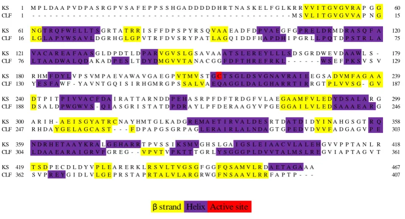 Figure 6  Protein sequences of ketosynthase (KS) and chain length factor (CLF), from the 