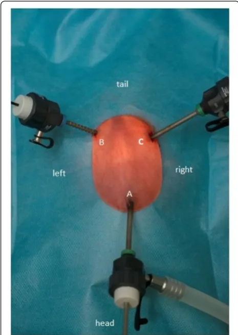 Figure 2 Optimized operative set-up developed during thepilot study. The rat is in a dorsal position, tail up and head down.Maximum surgical comfort was achieved using a 2.7-mm 30° Hopkins®optic (Karl Storz GmbH & Co KG) in combination with 2- and 3-mmendo