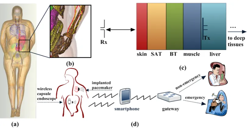 Figure 4.2 Demonstration of a typical structure of the health system. (a) the 3D 