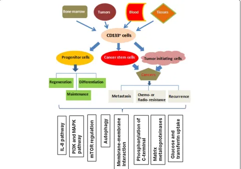 Figure 1 Functional outline of CD133+ cells. The number of CD133+ cells is maintained in a relative constant in bone marrow, blood, differenttissues and even tumors