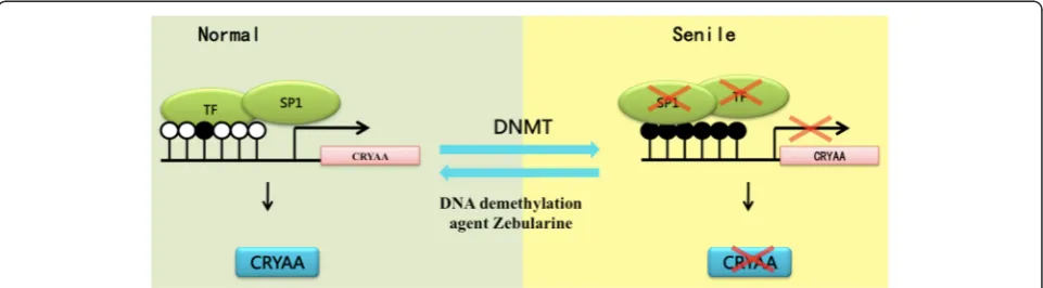 Fig. 4 Schematic illustration of the mechanism of DNA methylation of CRYAA in nuclear ARC