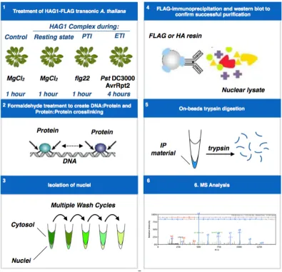 Figure 4.5: Experimental design for the identification of HAG1 complex. Step 1 involves spraying of each solution onto 48 5-week old plants for each treatment