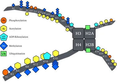 Figure 1.2. Post-translational histone modifications in plants. Histone modifications occur at the N-terminal tails and the core region of histones H2A, H2B, H3 and H4
