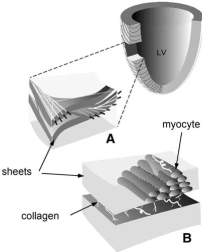 Figure 1.6 Normal 3-dimensional representation of cardiac microstructure. A 