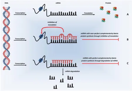 Figure 1.8 MiRNA Mechanisms of Action . Synthesis of a specific protein starts with mRNA 