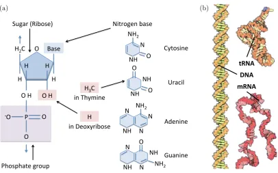 Figure 1.4: Nucleic acids: RNA and DNA. (a) Structure of RNA. In DNA, the sugar deoxyribose is present insteadof ribose, and the nitrogen base thymine replaces uracil