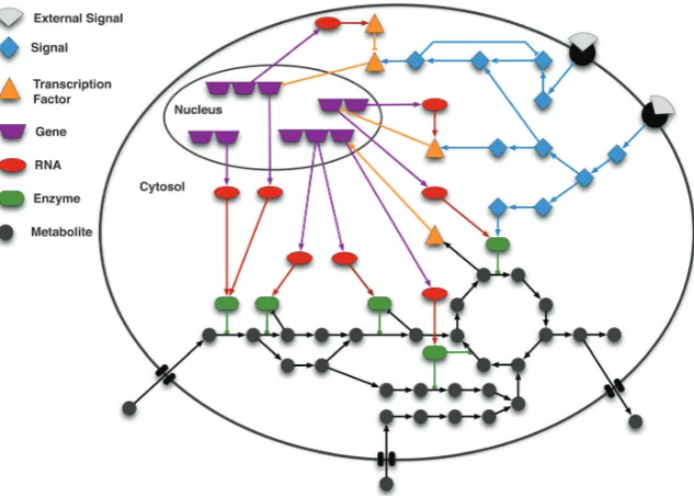 Fig. 1Schematic of the interconnection among signalling, gene regulation and metabolism