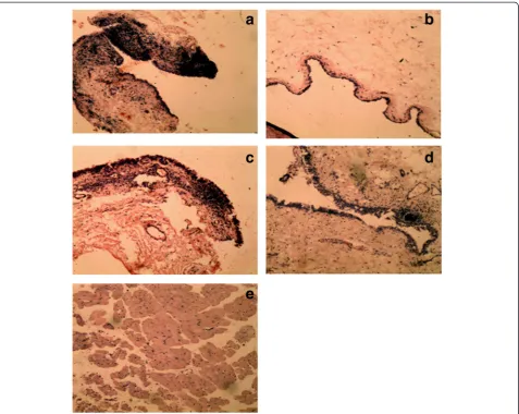 Fig. 3 Photomicrographs of the anterior chamber of ocular hypertensive rabbits per the various treatments