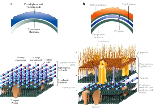 Figure 1.1  The Structural Architecture of (a) Gram-Positive and (b) Gram-Negative Bacterial Cell Envelopes (Adapted from Prescott, Harley & Klein’s Microbiology 7th Ed, 2008)