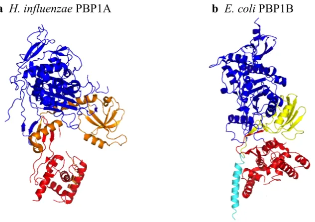 Figure 1.11  The Crystal Structures of the Two Gram-Negative Class A Bifunctional PBPs (PBP1A and 1B)