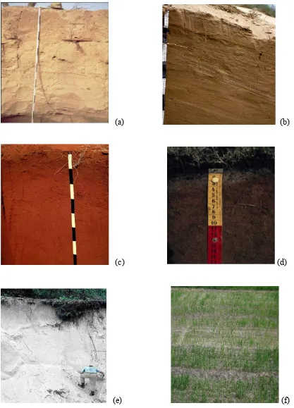 Figure 1-3: a-e) Typical Arenosols soil profiles with different colours resulting from 
