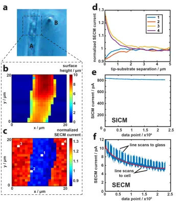 Figure 2.4. SICM-SECM topographical and [Ru(NH3)6]3+ uptake mapping of a Zea 